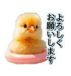 飛び出す★夏を感じる・ひよこ（個別スタンプ：6）
