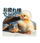 飛び出す★夏を感じる・ひよこ（個別スタンプ：8）