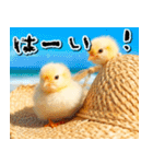 飛び出す★夏を感じる・ひよこ（個別スタンプ：9）