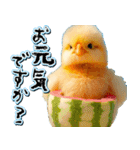 飛び出す★夏を感じる・ひよこ（個別スタンプ：16）
