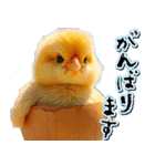 飛び出す★夏を感じる・ひよこ（個別スタンプ：21）