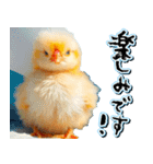 飛び出す★夏を感じる・ひよこ（個別スタンプ：23）