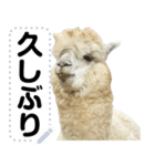 アルパカの日常的なメッセージスタンプ（個別スタンプ：6）
