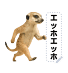 エッホエッホ 動物園のメッセージスタンプ（個別スタンプ：15）
