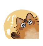 ソマリのほむらと黒猫しんちゃん（個別スタンプ：14）