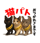 さくら耳（TNR）の桜っ子俱楽部 vol.2寄付（個別スタンプ：7）