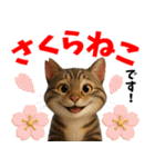 さくら耳（TNR）の桜っ子俱楽部 vol.2寄付（個別スタンプ：36）