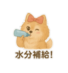 美意識が高いポメラニアン（個別スタンプ：14）