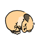 実家のあしのみじかいいぬ（個別スタンプ：15）