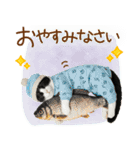 ゆるかわ！ハチワレ猫の日常スタンプ（個別スタンプ：1）