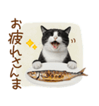 ゆるかわ！ハチワレ猫の日常スタンプ（個別スタンプ：2）