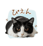 ゆるかわ！ハチワレ猫の日常スタンプ（個別スタンプ：4）