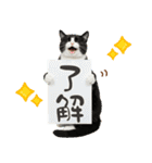 ゆるかわ！ハチワレ猫の日常スタンプ（個別スタンプ：6）