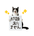ゆるかわ！ハチワレ猫の日常スタンプ（個別スタンプ：7）