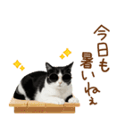 ゆるかわ！ハチワレ猫の日常スタンプ（個別スタンプ：8）