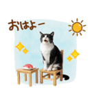 ゆるかわ！ハチワレ猫の日常スタンプ（個別スタンプ：9）