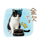 ゆるかわ！ハチワレ猫の日常スタンプ（個別スタンプ：11）