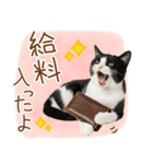 ゆるかわ！ハチワレ猫の日常スタンプ（個別スタンプ：12）