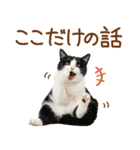 ゆるかわ！ハチワレ猫の日常スタンプ（個別スタンプ：15）