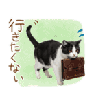 ゆるかわ！ハチワレ猫の日常スタンプ（個別スタンプ：17）