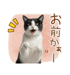 ゆるかわ！ハチワレ猫の日常スタンプ（個別スタンプ：18）