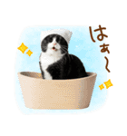 ゆるかわ！ハチワレ猫の日常スタンプ（個別スタンプ：21）