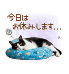 ゆるかわ！ハチワレ猫の日常スタンプ（個別スタンプ：24）