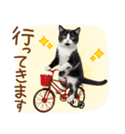 ゆるかわ！ハチワレ猫の日常スタンプ（個別スタンプ：25）