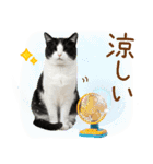ゆるかわ！ハチワレ猫の日常スタンプ（個別スタンプ：26）