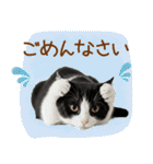 ゆるかわ！ハチワレ猫の日常スタンプ（個別スタンプ：27）