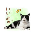 ゆるかわ！ハチワレ猫の日常スタンプ（個別スタンプ：29）