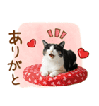 ゆるかわ！ハチワレ猫の日常スタンプ（個別スタンプ：31）