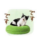 ゆるかわ！ハチワレ猫の日常スタンプ（個別スタンプ：33）