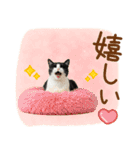 ゆるかわ！ハチワレ猫の日常スタンプ（個別スタンプ：34）