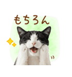 ゆるかわ！ハチワレ猫の日常スタンプ（個別スタンプ：35）
