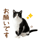ゆるかわ！ハチワレ猫の日常スタンプ（個別スタンプ：39）
