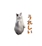 動く！踊る猫ミーム(パート25)（個別スタンプ：2）