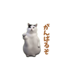 動く！踊る猫ミーム(パート25)（個別スタンプ：3）