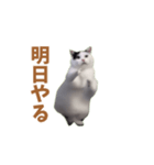 動く！踊る猫ミーム(パート25)（個別スタンプ：4）