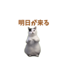 動く！踊る猫ミーム(パート25)（個別スタンプ：6）