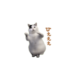 動く！踊る猫ミーム(パート25)（個別スタンプ：8）