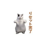 動く！踊る猫ミーム(パート25)（個別スタンプ：9）