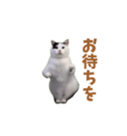 動く！踊る猫ミーム(パート25)（個別スタンプ：11）