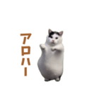 動く！踊る猫ミーム(パート25)（個別スタンプ：12）