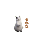 動く！踊る猫ミーム(パート25)（個別スタンプ：13）