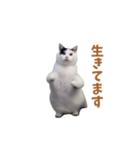 動く！踊る猫ミーム(パート25)（個別スタンプ：14）