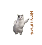 動く！踊る猫ミーム(パート25)（個別スタンプ：15）