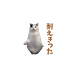 動く！踊る猫ミーム(パート25)（個別スタンプ：16）