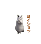 動く！踊る猫ミーム(パート25)（個別スタンプ：19）