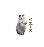 動く！踊る猫ミーム(パート25)（個別スタンプ：20）